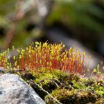Moss in eary spring